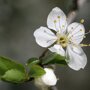 Pruimenboom 'Mirabelle de Nancy' leivorm laag (zelfbestuivend) bloesem